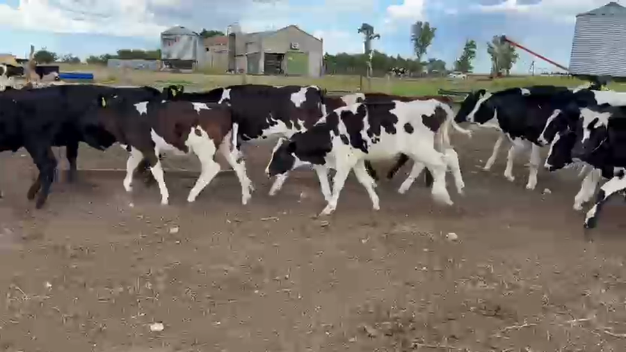 Lote 50 Terneros Holando en Carhue