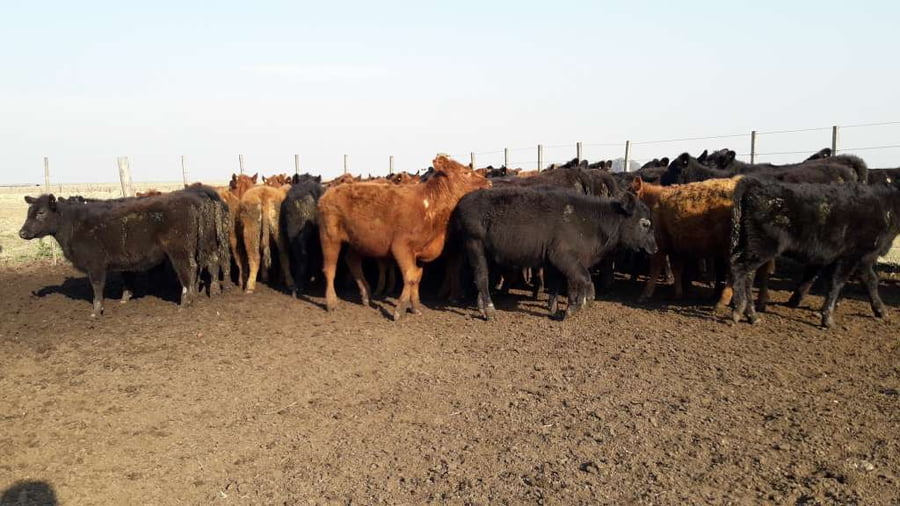 Lote 60 Terneras en Gral. Lamadrid, Buenos Aires