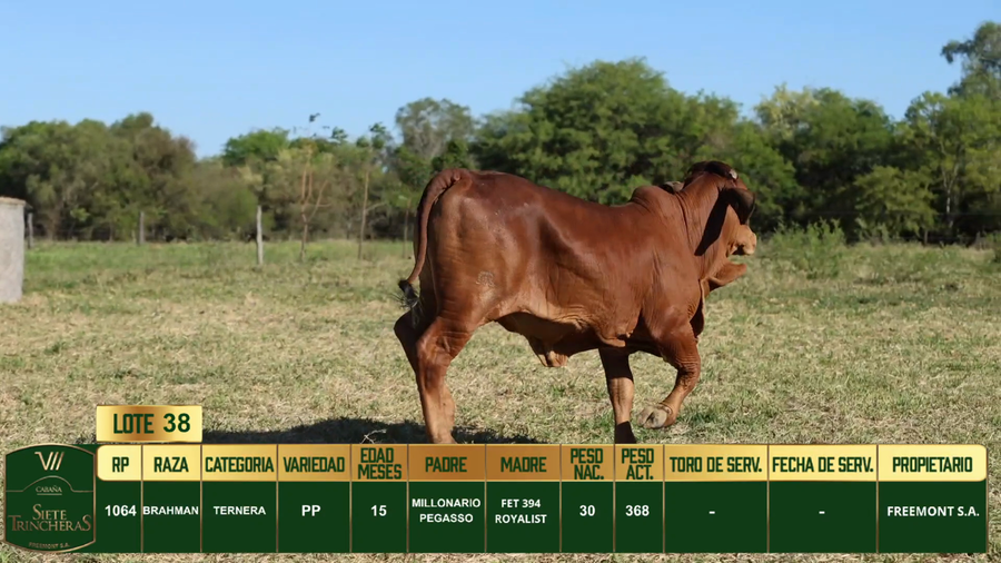 Lote LOTE 38