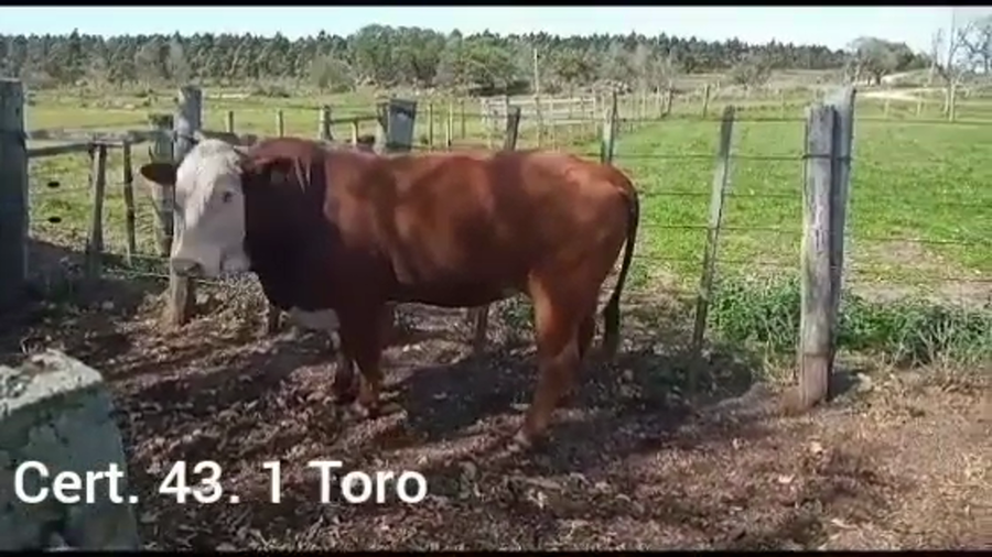 Lote TORO