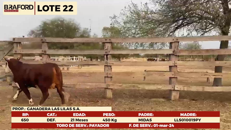 Imagen 1 del Lote Lote LOTE 22-HEMBRAS DE CAMPO