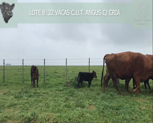 Lote 22 VACAS C.U.T. ANGUS C/ CRIA, EN AYACUCHO, PBA.-