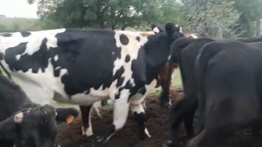 Lote 1 vaca Normando