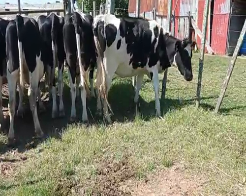 Lote 6 Vaquillonas  HOLANDO a remate en Remate Elite por Pantalla de Ganado Lechero 450kg - , San José