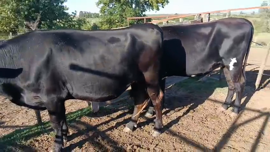 Lote 2 Vaquillonas Proximas a remate en Pantalla Camy - Aniversario 31 Años, San José