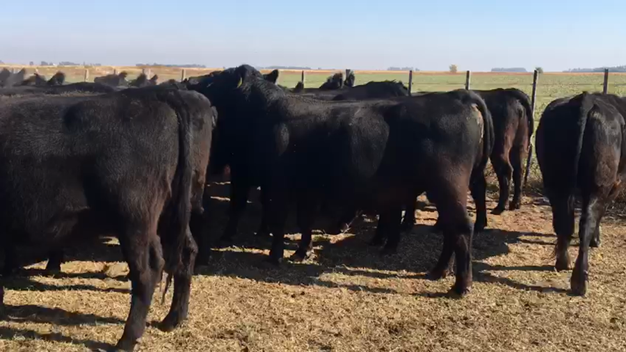 Lote 47 Vaquillonas C/ gtia de preñez en Buenos Aires, Rivera