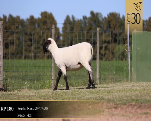 Lote Borregas a remate en Cabaña Las Brujas, San José