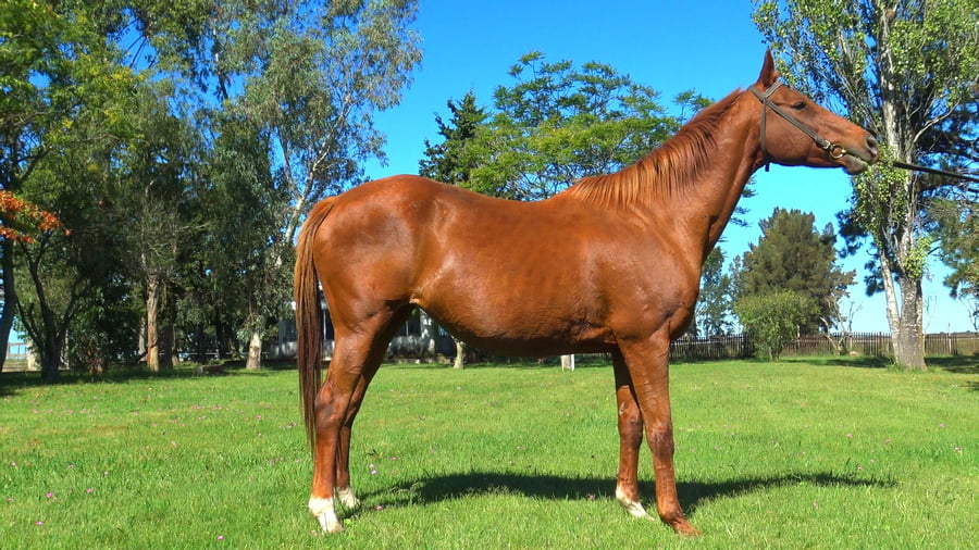 Lote LA CABULERA (ARG)