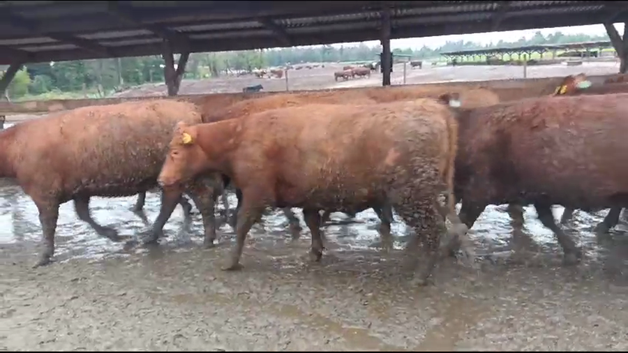 Lote 20 Vaquilla Gorda en Los Ángeles, VIII Región Biobío