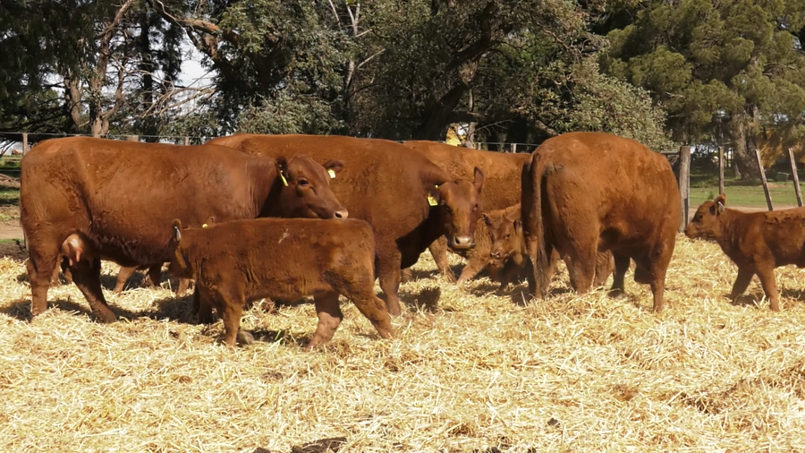 Lote VACAS PC DE 2 PARICION CON CRIA AL PIE