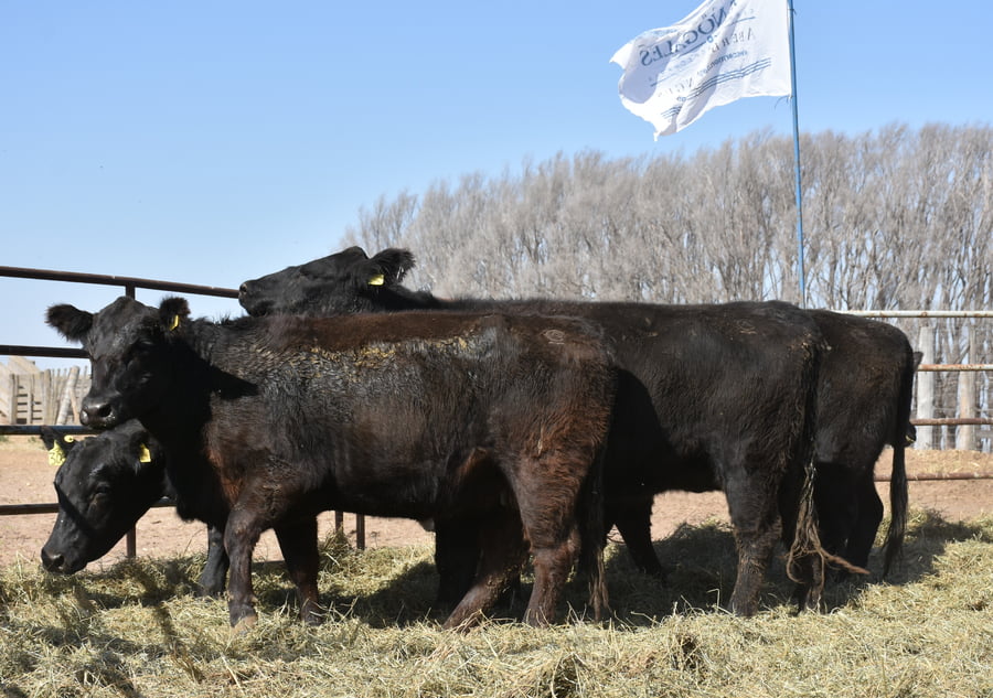 Lote VACAS MEDIO DIENTE (Corral 5)