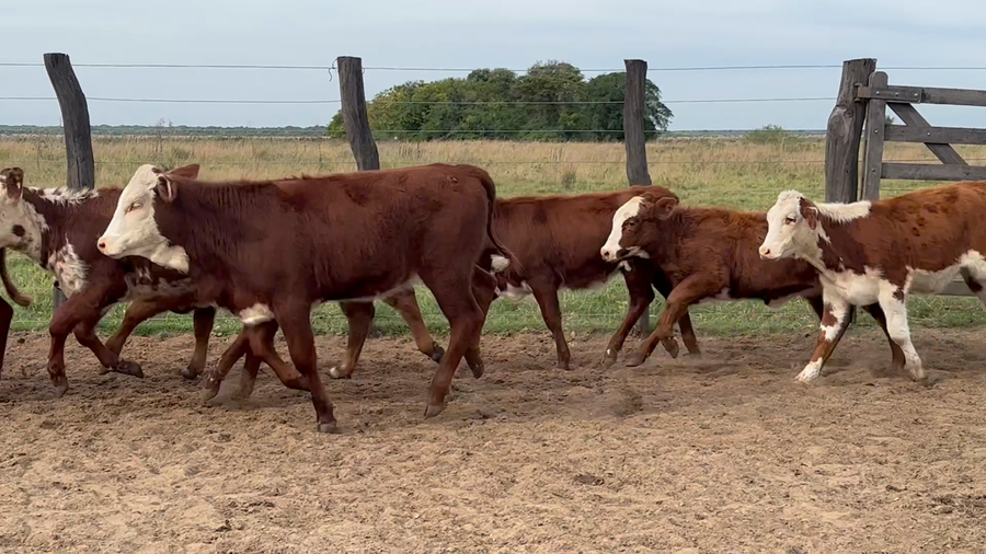 Lote 135 Terneras