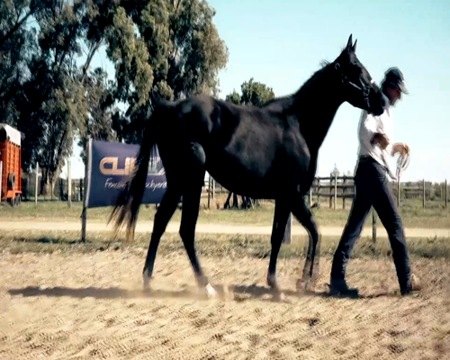 Lote MOROCHA DE ROOSTER