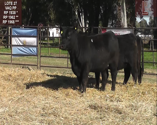 Lote VAQ.  A. ANGUS PURAS DE PEDIGREE
