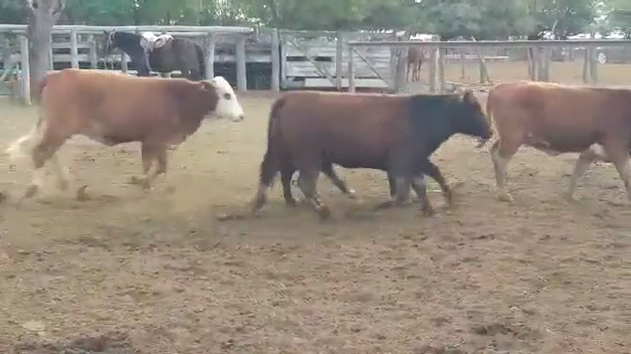 Lote 45 Vaquillonas en Vilelas, Santiago del Estero