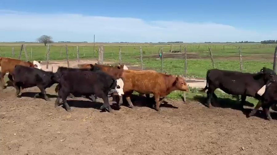 Lote 164 Terneros/as