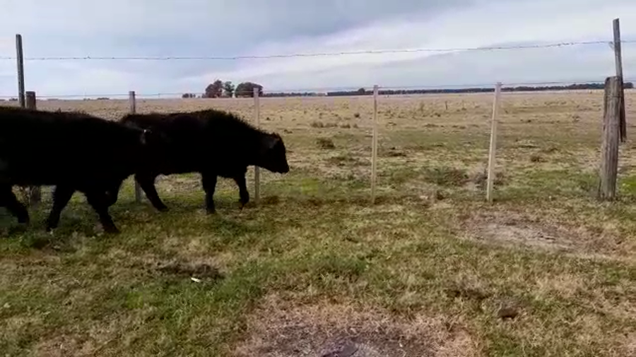 Lote 11 Terneros/as en Benito Juárez, Buenos Aires