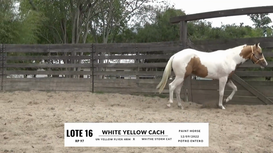 Lote WHITE YELLOW CACH