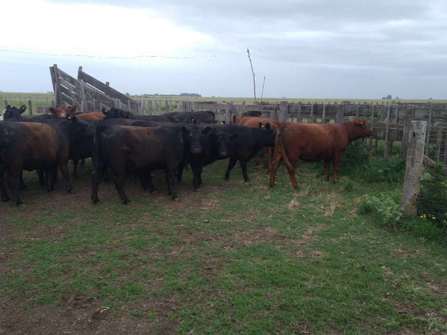 Lote 20 Vaquillonas Preñadas en Gral. Lamadrid, Buenos Aires