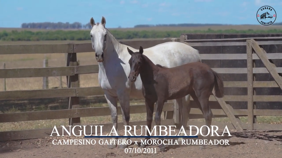 Lote Anguila Rumbeadora