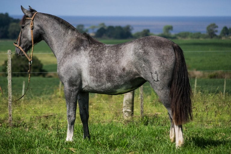 Lote CONSTANCIA TRANQUERA 1786