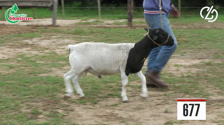 Lote Dorper-Schafe