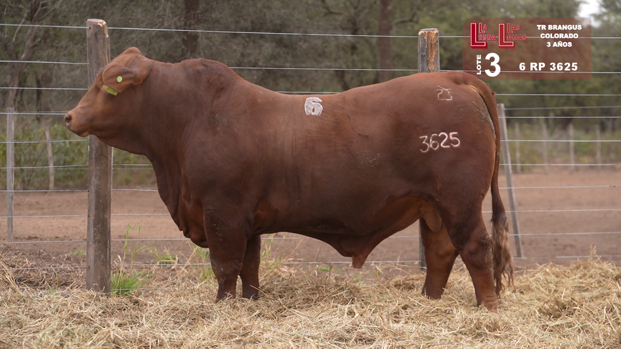 Lote BRANGUS COLORADO 3 AÑOS