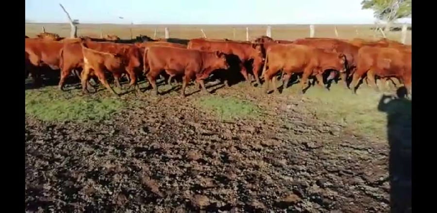 Lote 38 Novillitos en Villaguay, Entre Ríos