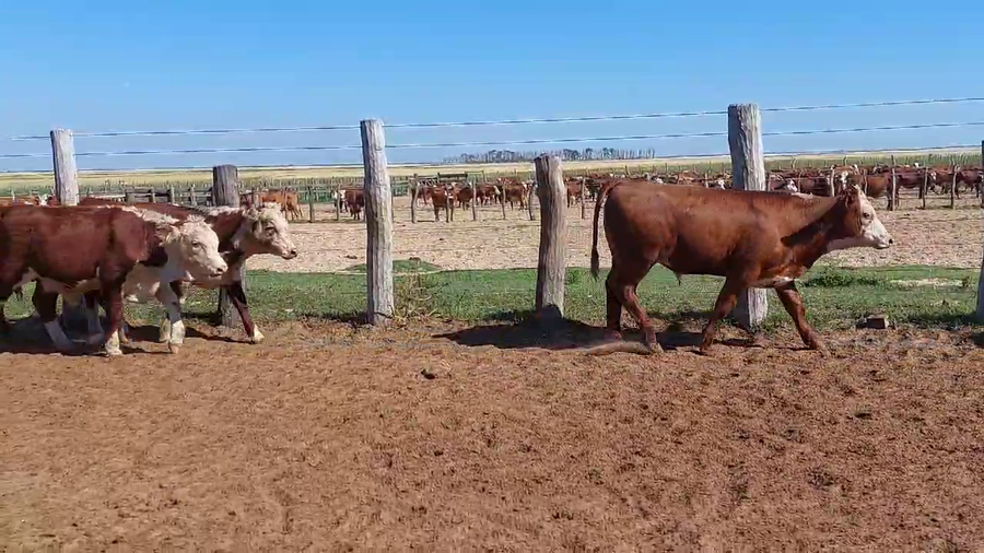 Lote 140 Terneros