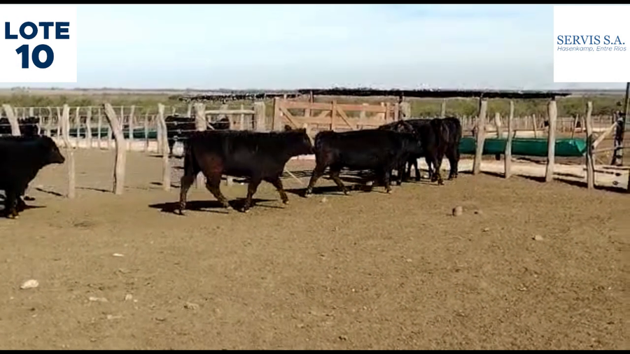 Lote Lote 10  - Servis SA: Vaquillas para entorar