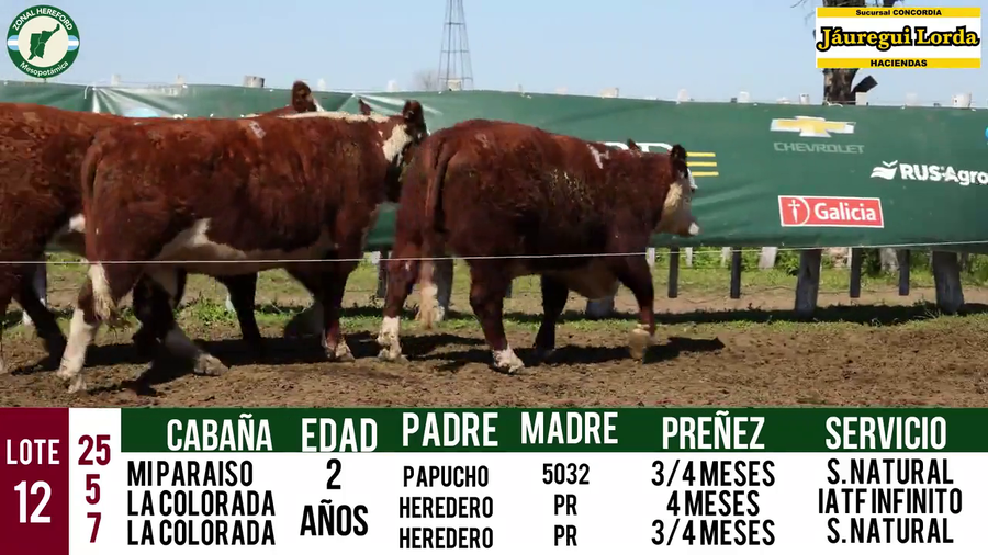 Lote VAQUILLONAS PURAS REGISTRADAS CON GARANTÍA DE PREÑEZ