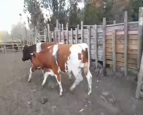 Lote 45 Novillo Gordo en  Maule, VII  Región Maule