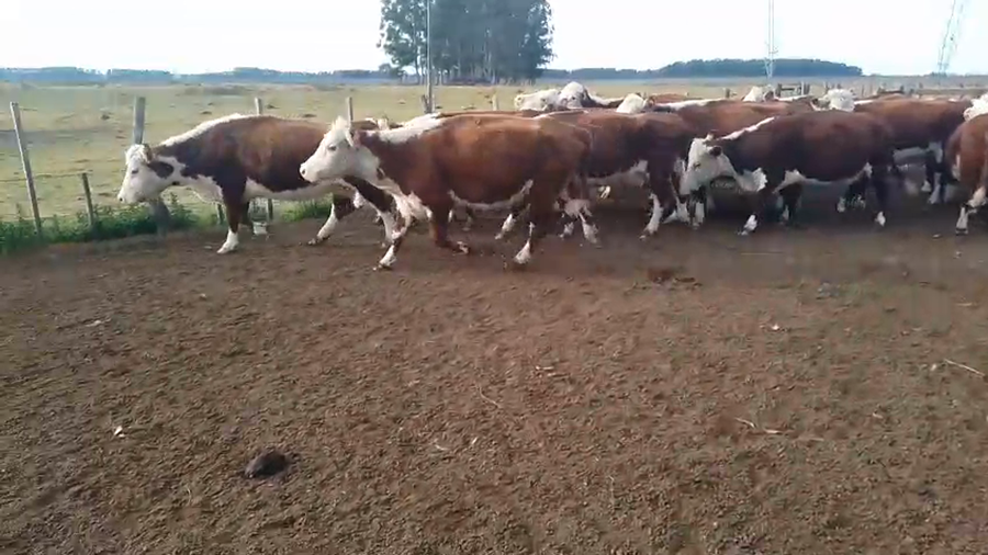 Lote 38 Vacas usadas preñadas en Entre Ríos, Concordia