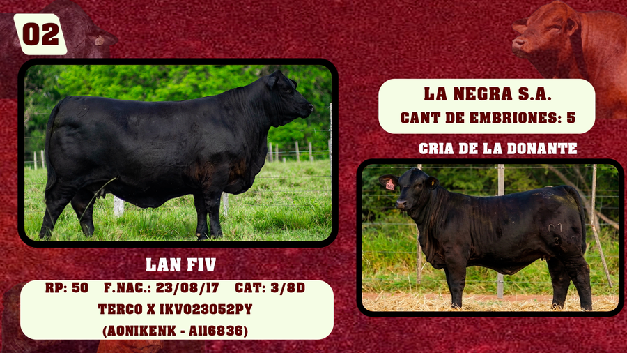 Lote LOTE 2