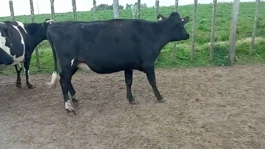 Lote (Vendido)3 Vaquillonas 1 a 2 años kiwi a remate en 5to remate por pantalla ENTRE MARTILLOS 450kg -  en san ramon