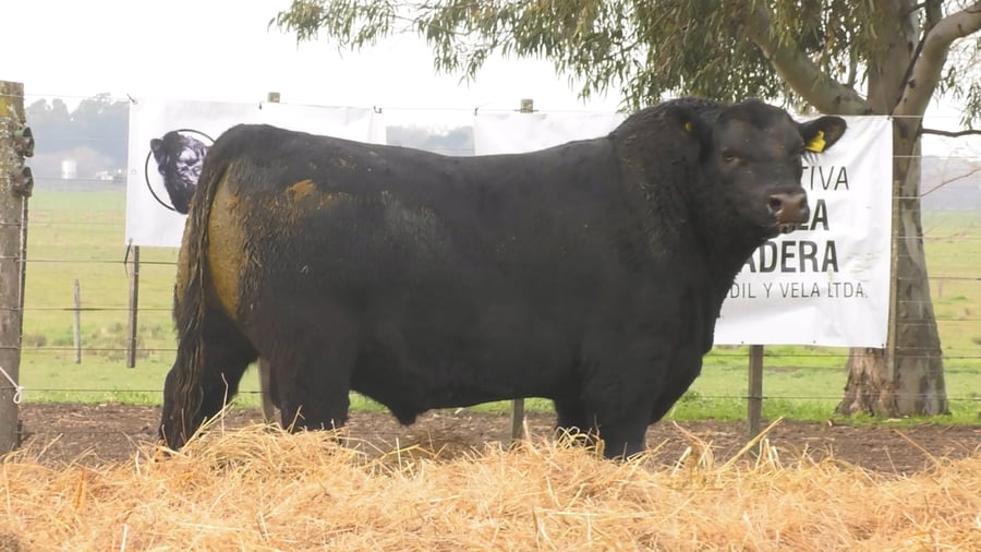 Lote TOROS PUROS POR CRUZA