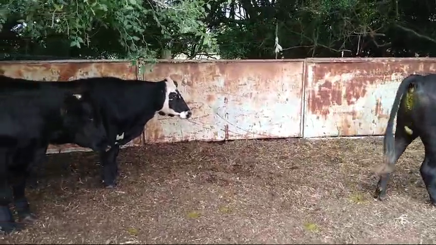 Lote 3 novillos raza carnicera