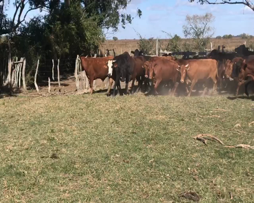 Lote 38 Novillos en Corrientes, Bella Vista