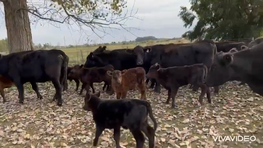Lote 25 Vacas nuevas C/ cria en Brandsen, Buenos Aires