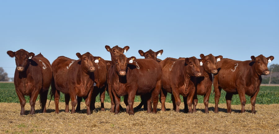 Lote VAQUILLONA ANGUS PC PRIMAVERA