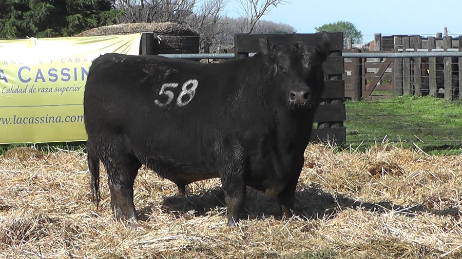 Lote TOROS ANGUS PURO CONTROLADO