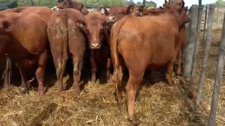 Lote "Corral 190 Vaq. Angus MAS y Generales Preñadas ""Pequeño Castigado de Arocena"""