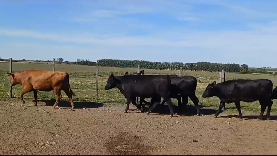 Lote (Vendido)12 Terneras 10 AA - 2 RA a remate en #39 Pantalla Carmelo 330kg -  en COQUIMBO