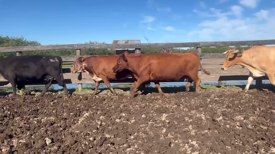 Lote 35 Vacas de invernar