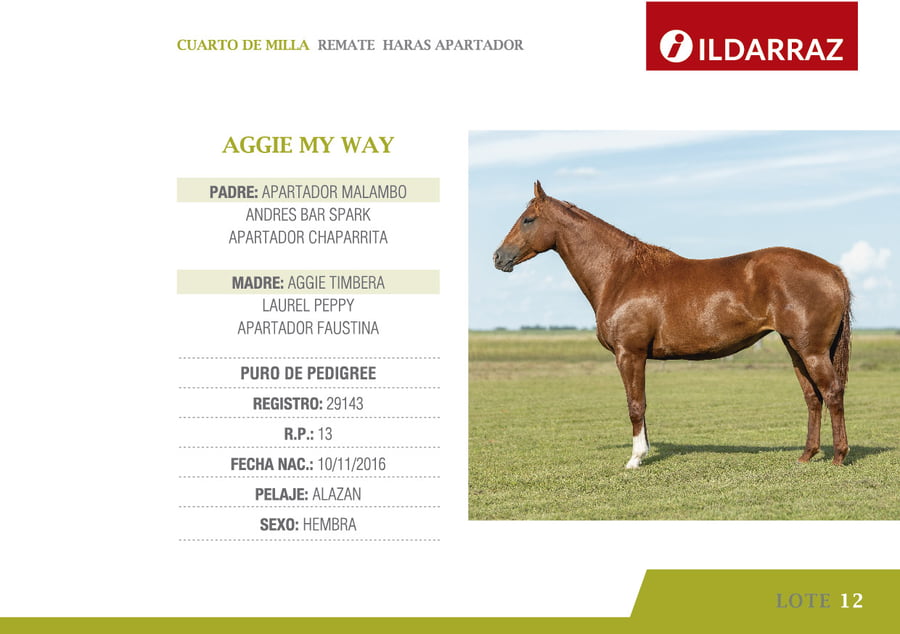 Lote AGGIE MY WAY
