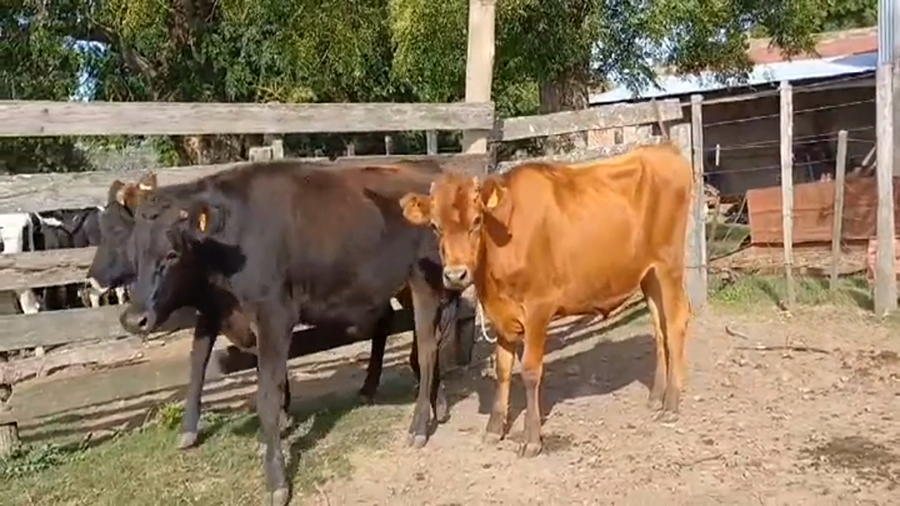 Lote 3 Novillos 1 a 2 años CRUZAS a remate en #44 Pantalla Carmelo 330kg -  en PASO MORLAN