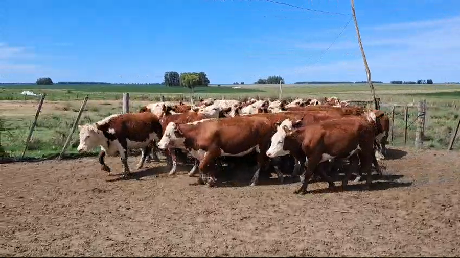 Lote VAQUILLONAS 1 A 2 AÑOS