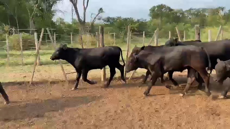 Lote 150 Novillos en Palo Santo, Formosa