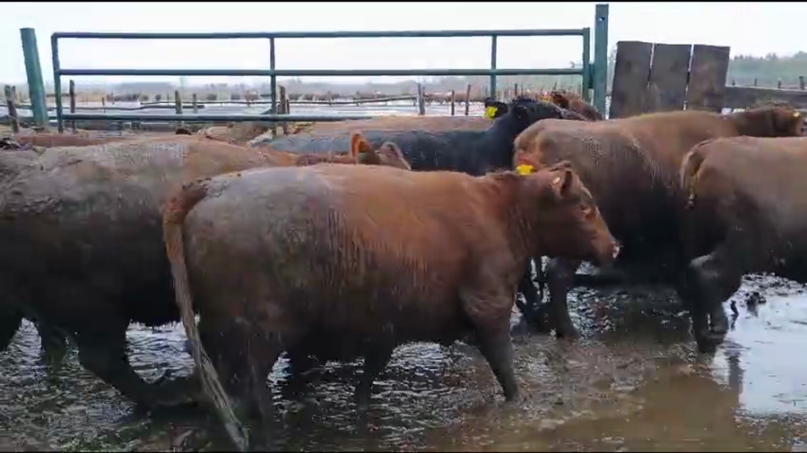 Lote 20 Vaquilla Gorda en Los Ángeles, VIII Región Biobío