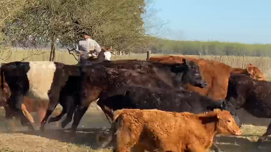 Lote 60 Terneros/as en Gral. Las Heras, Buenos Aires